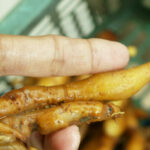 Nakhon Sawan farmers make large profits growing fingerroot as Covid cure | Thaiger