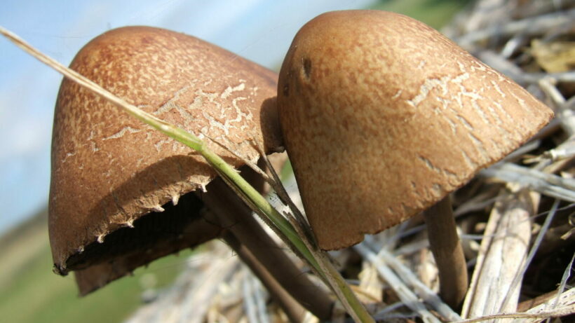 3 found dead in Nakhon Ratchasima mushroom nursery