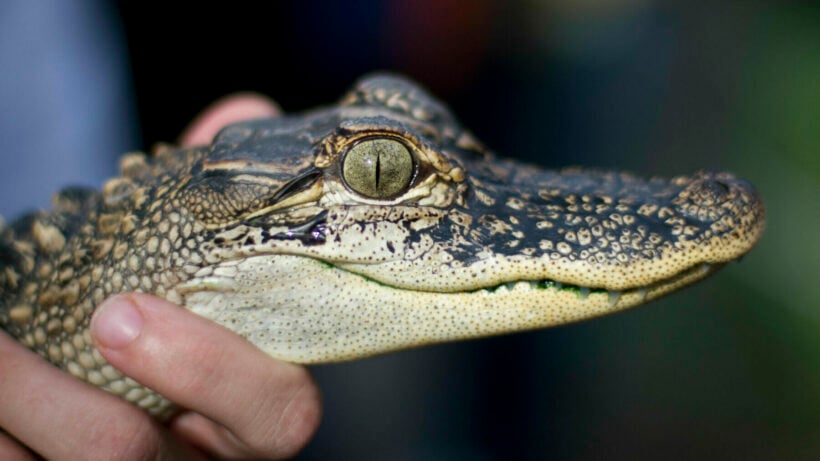 Swimmers beware: 2 baby crocodiles found in Si Racha lagoon