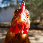 Phetchabun chicken processing plant sees over 3,000 infections | Thaiger