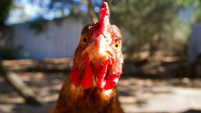 Phetchabun chicken processing plant sees over 3,000 infections