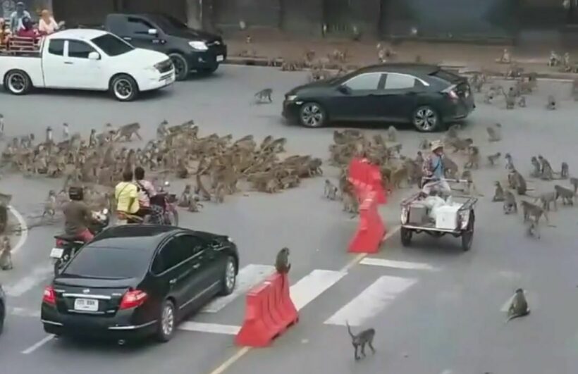 Another “monkey war” in Lop Buri, hundreds fight in the street- VIDEO