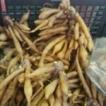 Fingerroot candy/zinc mix not a Covid cure, says Royal Thai police | Thaiger