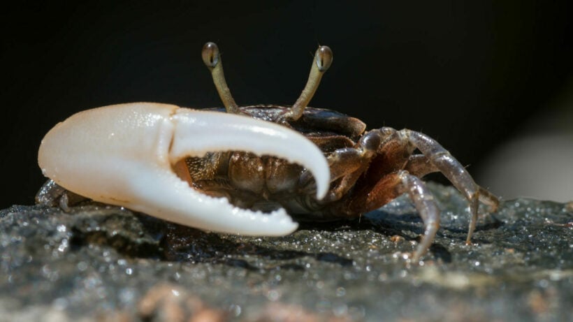 Nakhon Si Thammarat man rushed to the hospital after crab claw pieces got stuck in his throat