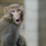 Macaque monkey sterilisation programme starts in Hua Hin | Thaiger