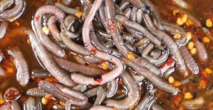 Thai health officials warn against eating raw earthworms after video of “spicy worm salad” goes viral