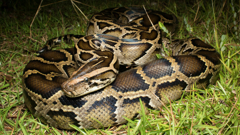 3 metre long python caught near family’s house in Phuket