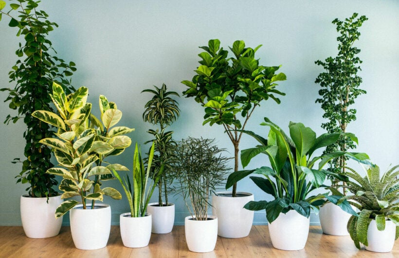 7 best indoor plants you can grow in Thailand