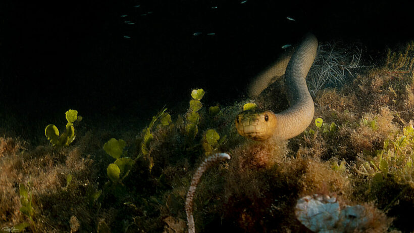 Horny sea snakes may be confusing divers with female snakes, says new study