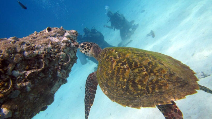 Top 5 Scuba Diving Snorkelling Tours in Samui | News by Thaiger