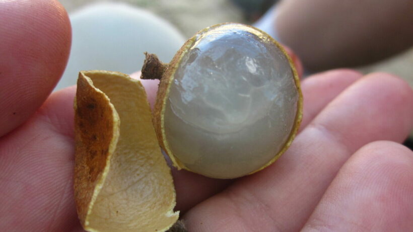 Infestation of Mealybugs leads to China banning Thai longan