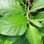 Royal Thai Police say bitterleaf can&#8217;t cure Covid | Thaiger