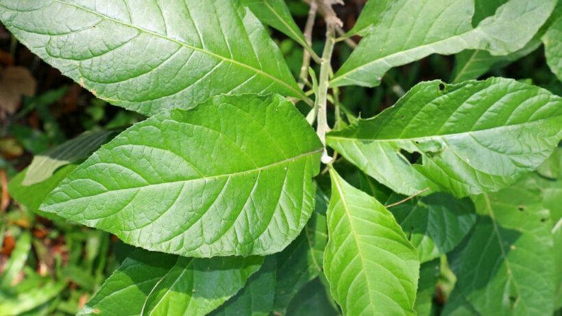 Royal Thai Police say bitterleaf can’t cure Covid