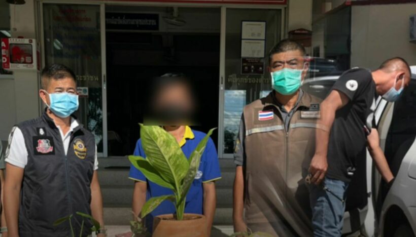 Man arrested for allegedly stealing plants valued at 18,500 baht