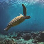Top 5 scuba diving snorkelling tours in Samui | Thaiger