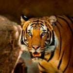 More tigers in Thailand than any other Southeast Asian country | Thaiger