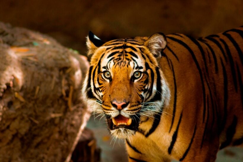 live wallpaper 3d tiger｜TikTok Search