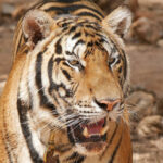 Report contradicts Thai government’s claim that wild tiger numbers are increasing | Thaiger