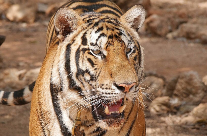 Report contradicts Thai government’s claim that wild tiger numbers are increasing