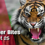 Thaiger Bites | Your comments and Feedback | August 25 | Thaiger