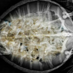 Turtle full of plastic waste being treated in Phuket | Thaiger