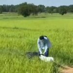 Man shot and killed at Isaan rice field | Thaiger