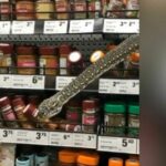 Snake pops out of Australian grocery store shelf, local woman helps catch and release reptile | Thaiger