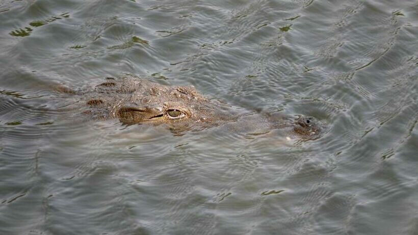 Phuket officials keeping an eye out for crocodile, possibly a water monitor lizard