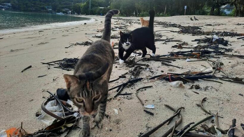 Over 1,000 cats abandoned by owners on Koh Phi Phi, donations needed