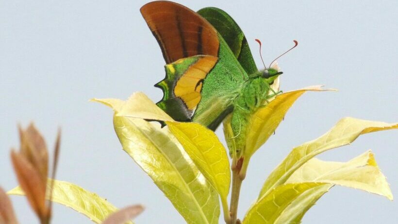 Unemployed Bangkok chef arrested after allegedly trying to sell rare butterflies to undercover agents