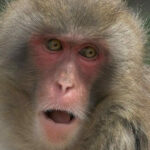 Monkey taken to Si Racha veterinary hospital following electrocution and fall from tree | Thaiger