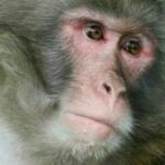 Poacher arrested in Pathum Thani for allegedly catching and selling macaques | Thaiger