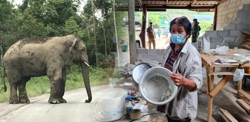 Meme elephant Bunmee breaks into house 3 times, history of hijinks