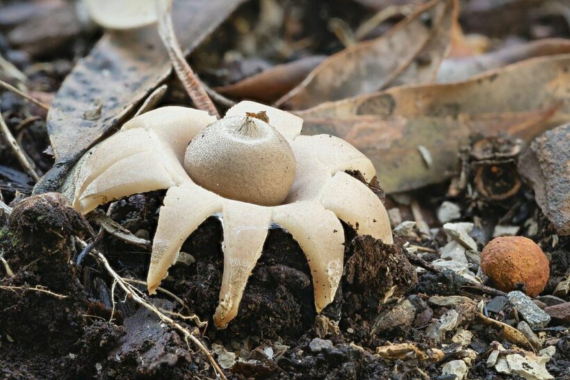 Extremely rare earthstar mushrooms found in Phetchabun