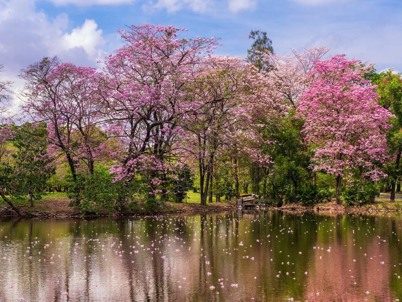 Bangkok’s best weekend picnic spots