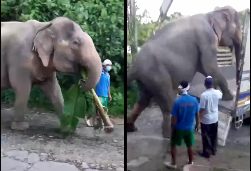 Stolen 72 year old elephant returned to owner after 18 years