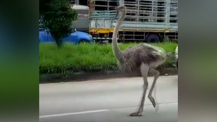 Ostrich escapes from Chon Buri farm, causes traffic jam