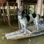Soi Dog Foundation provides food relief for animals in flood-hit central Thailand | Thaiger