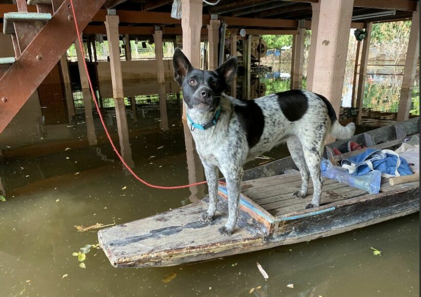 Soi Dog Foundation provides food relief for animals in flood-hit central Thailand