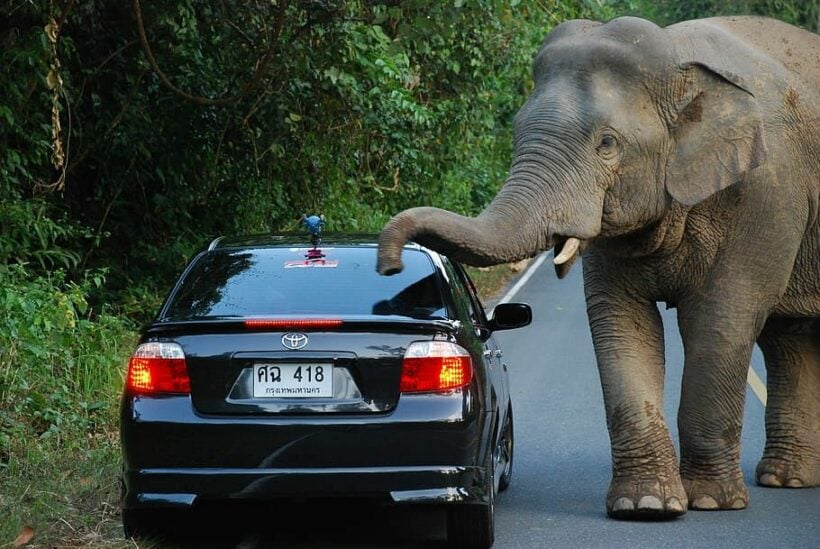 Elephant crossing! 35 new road signs warn Kanchanaburi drivers not to hit elephants