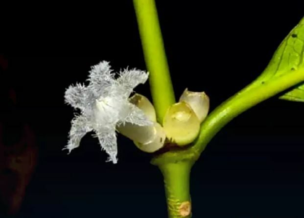 New star-shaped flower found at national park in southern Thailand’s Ranong