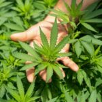 Thailand&#8217;s Industry Ministry is backing hemp as a new cash crop | Thaiger