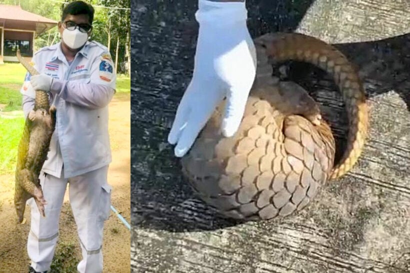 Pangolin wanders out of jungle and is captured in Kamala, Phuket