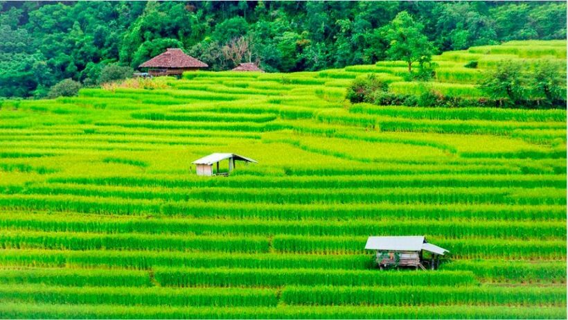 Government wants 76 billion baht to support rice farmers