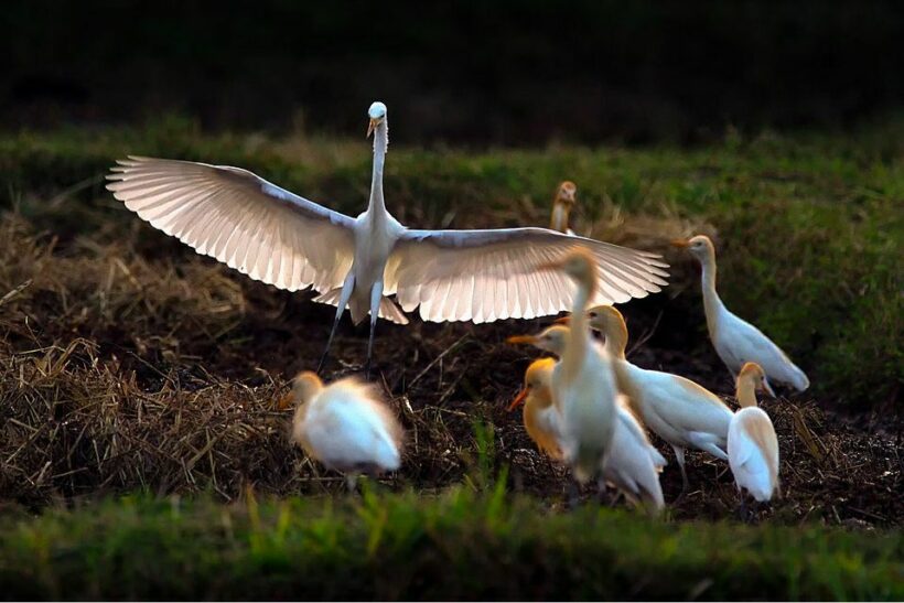 Storks take over mango farm in Ang Thong, owners put property up for sale