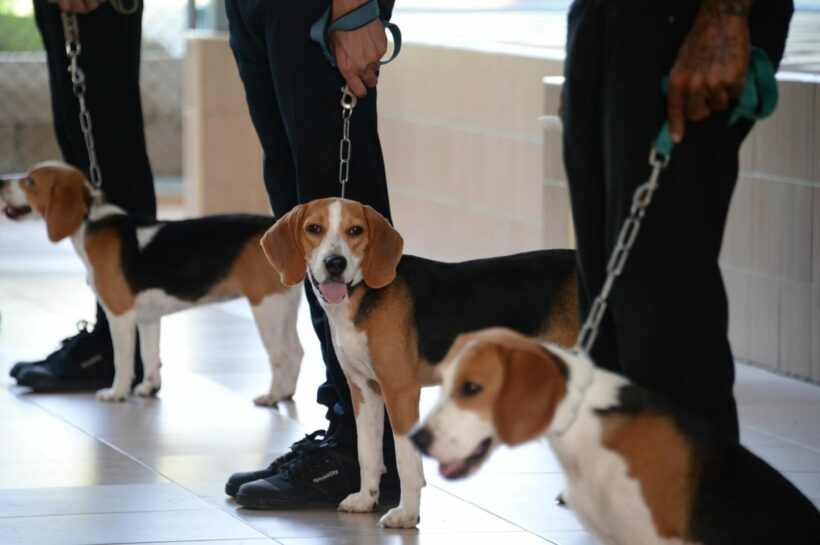 Dogs to help Thailand’s prisoners prepare for reintegration into society