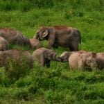 National park officials in Chachoengsao search for elephant critically injured from gunshots | Thaiger