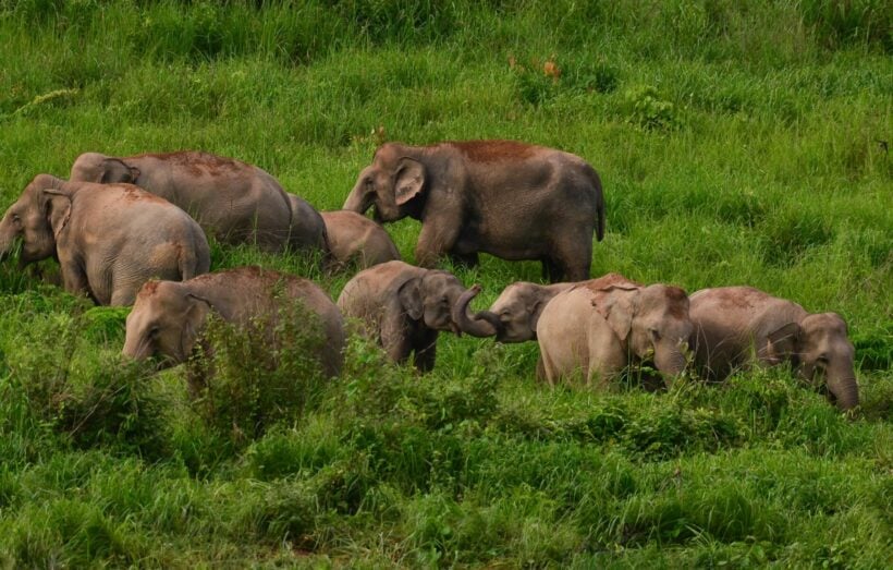 National park officials in Chachoengsao search for elephant critically injured from gunshots