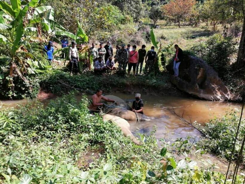 Man arrested in Chon Buri for allegedly killing a pregnant elephant