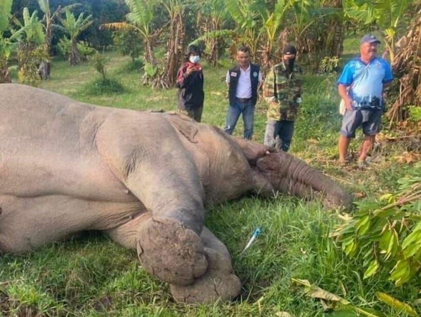 Farmer allegedly electrocuted a seven-tonne elephant to death in Chanthaburi